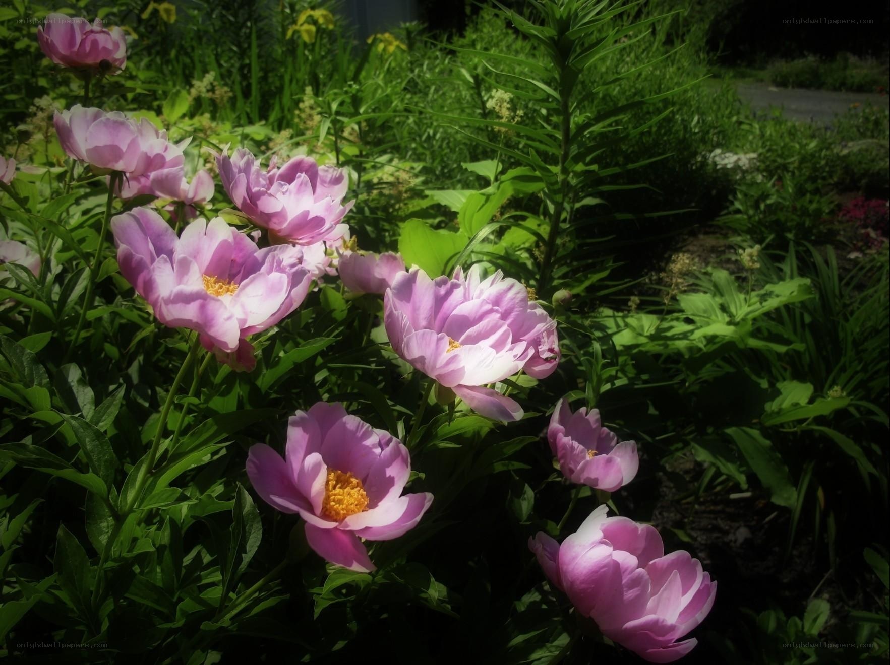 Pink peonies in a garden