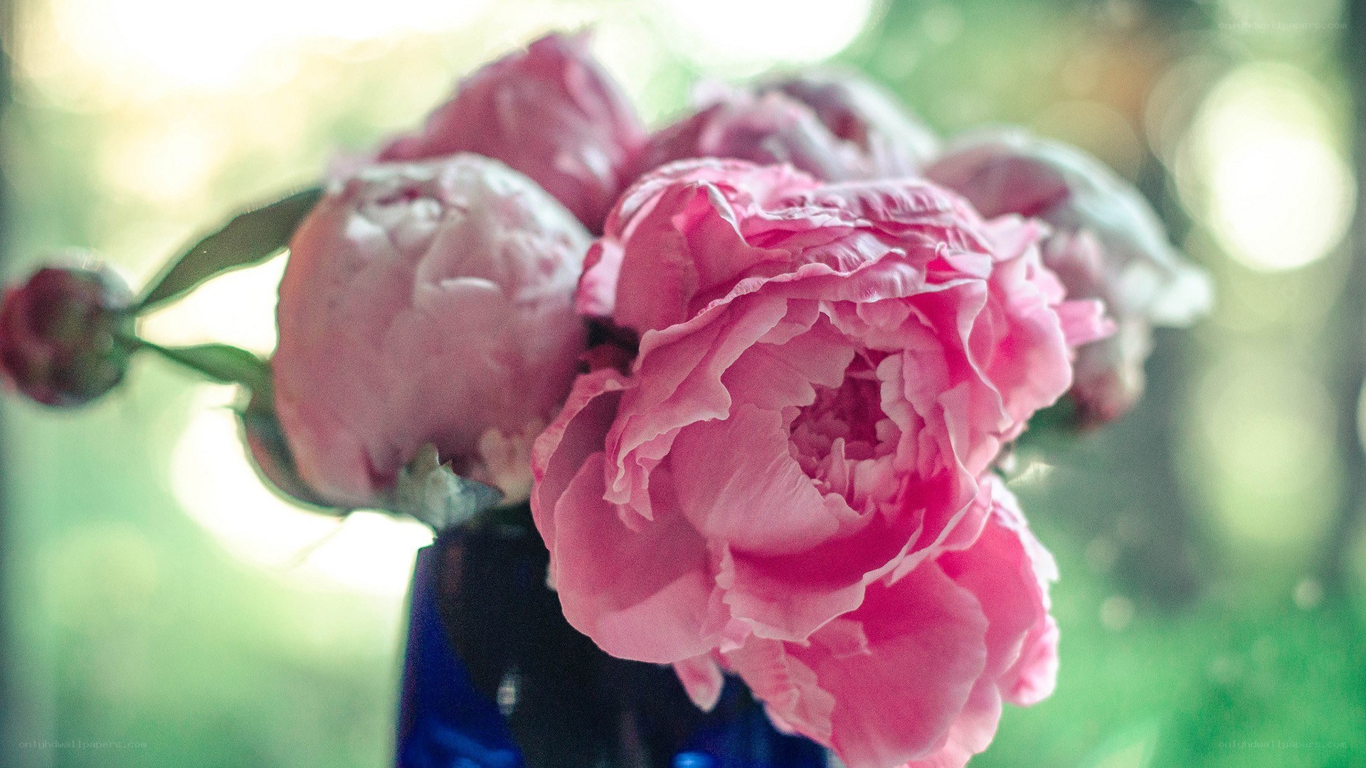 Pink peonies in a vase
