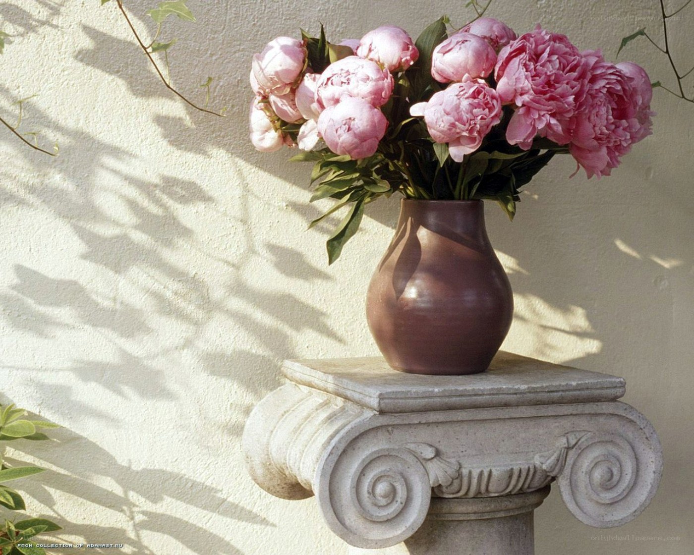 Pink peonies in a vase