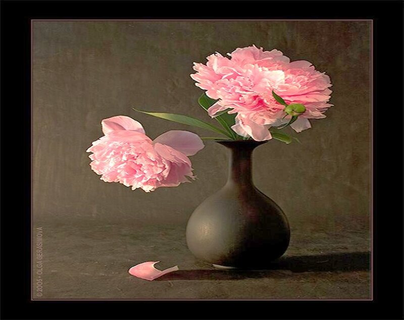Pink peonies in a vase