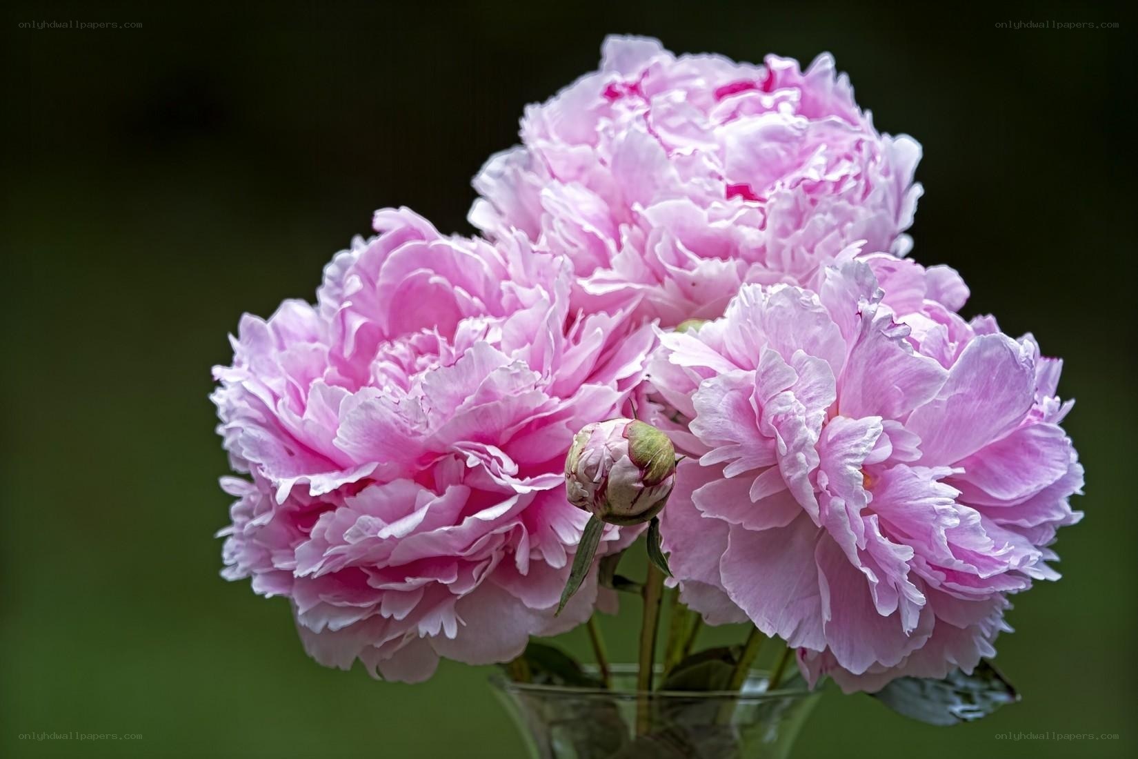 Pink peonies in a vase