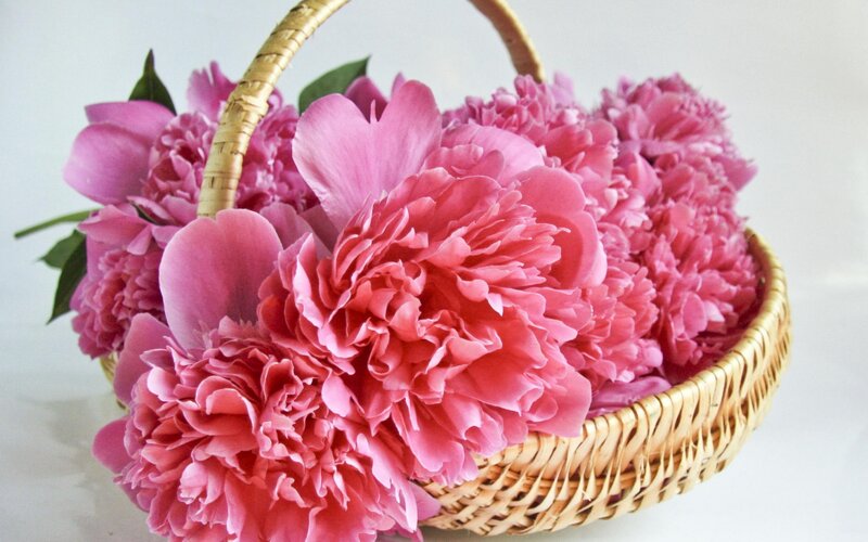 Pink Peonies in Basket — Calm, Photograph, Flowers, Leaves