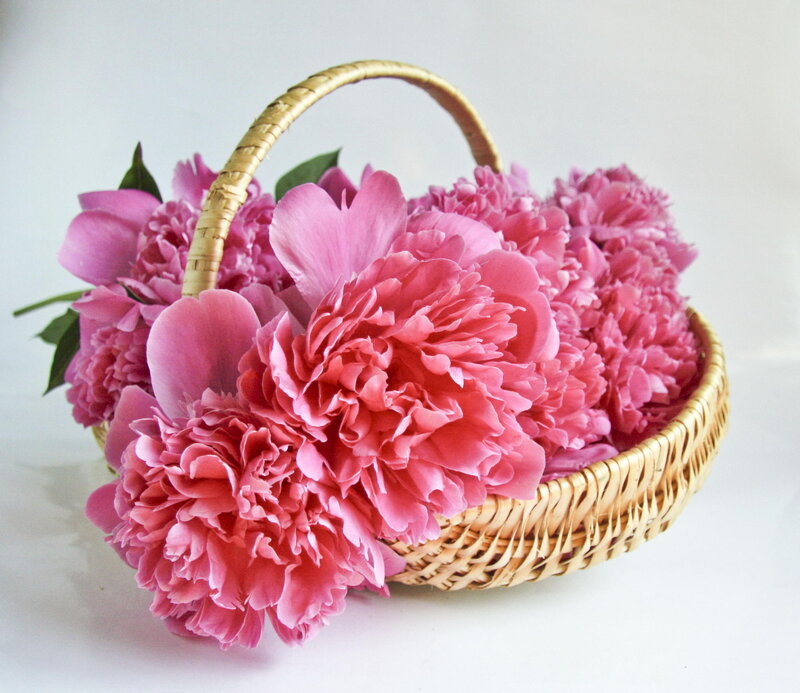 Pink Peonies in Basket — Calm, Photograph, Flowers