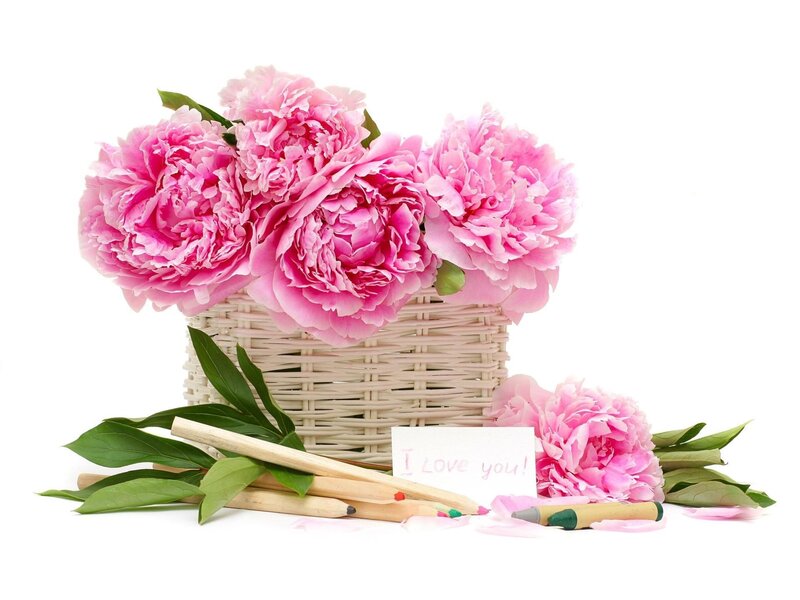 Pink Peonies in Basket — Calm, Spring