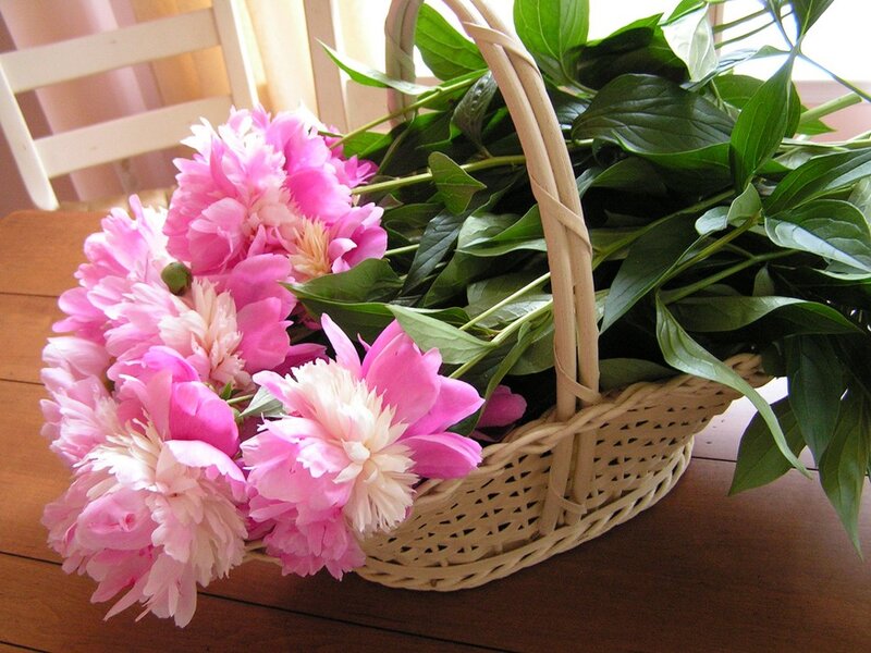Pink Peonies in Basket — Calm