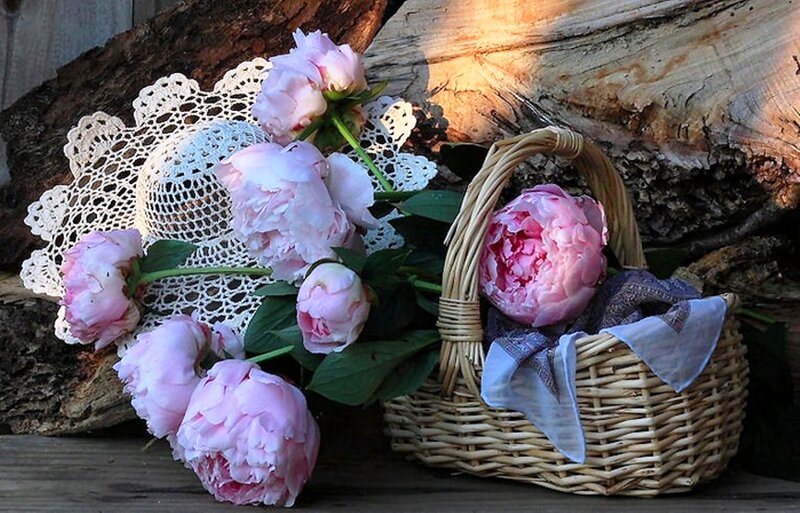 Pink Peonies in Basket — Serene, Afternoon