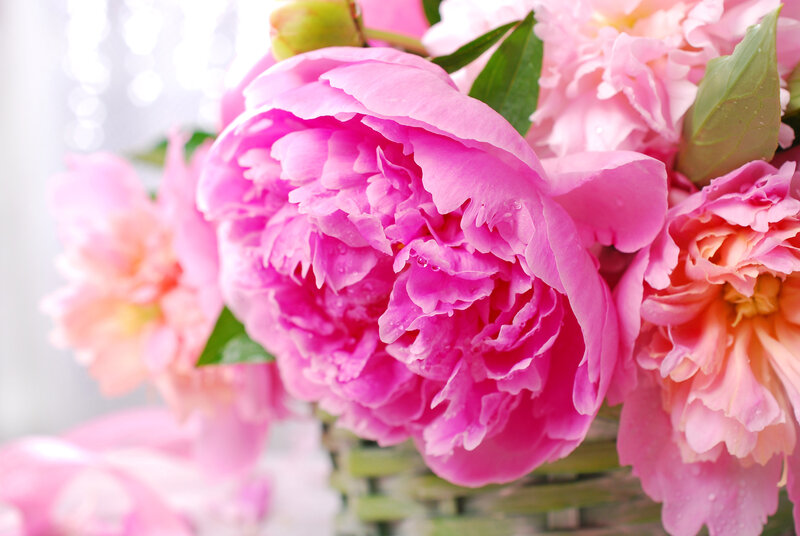 Pink Peonies in Basket — Serene, Spring