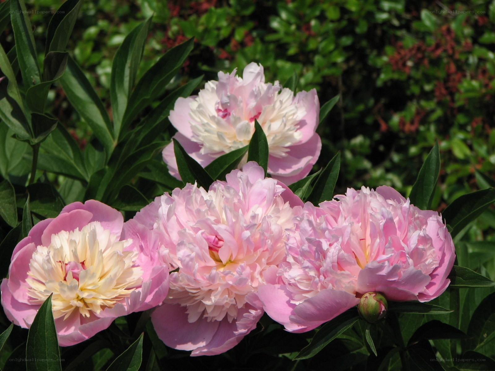 Pink peonies in bloom