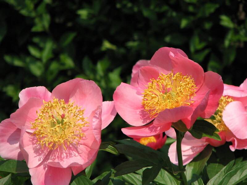 Pink peonies in bloom