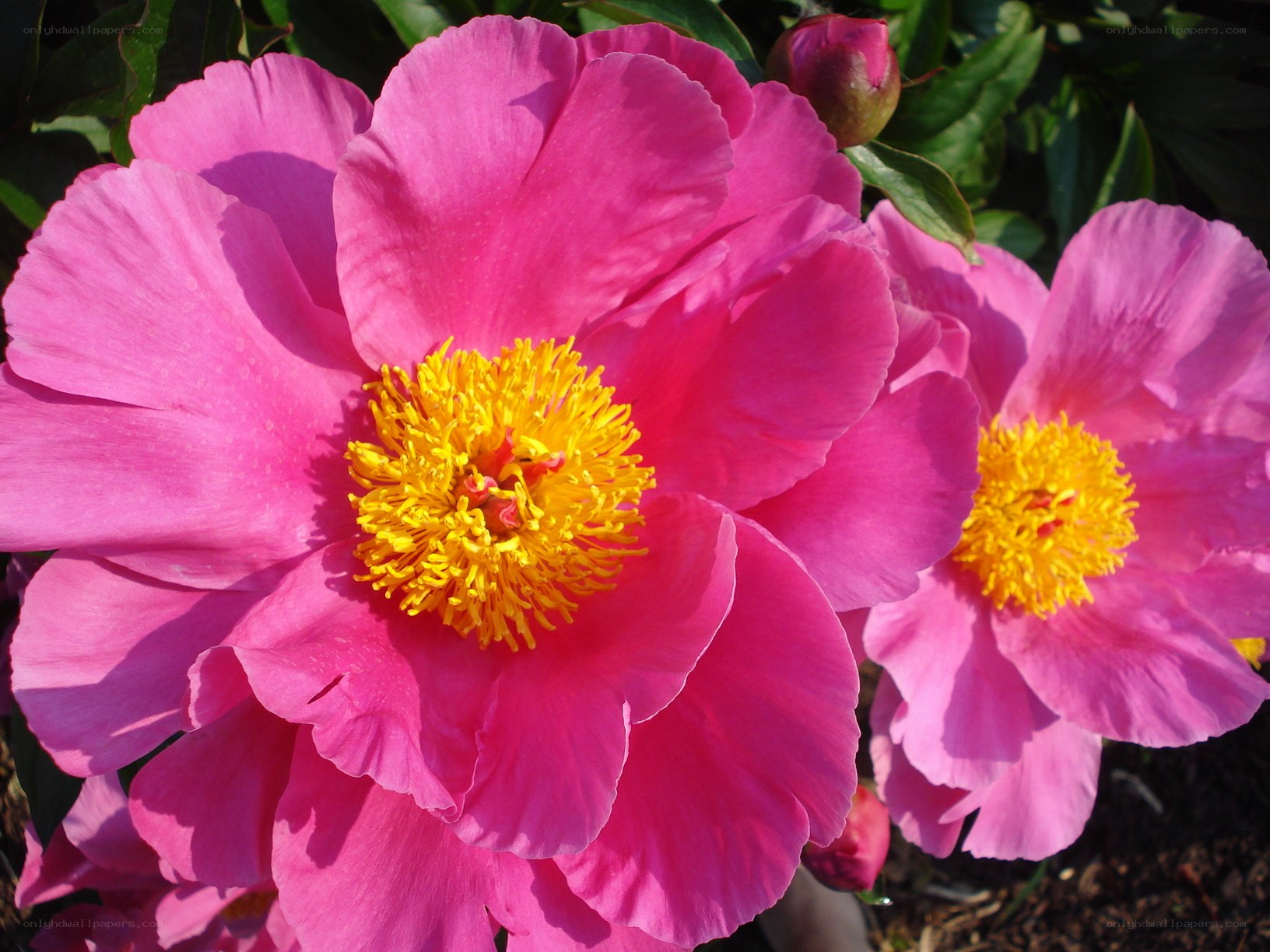 Pink peonies in bloom