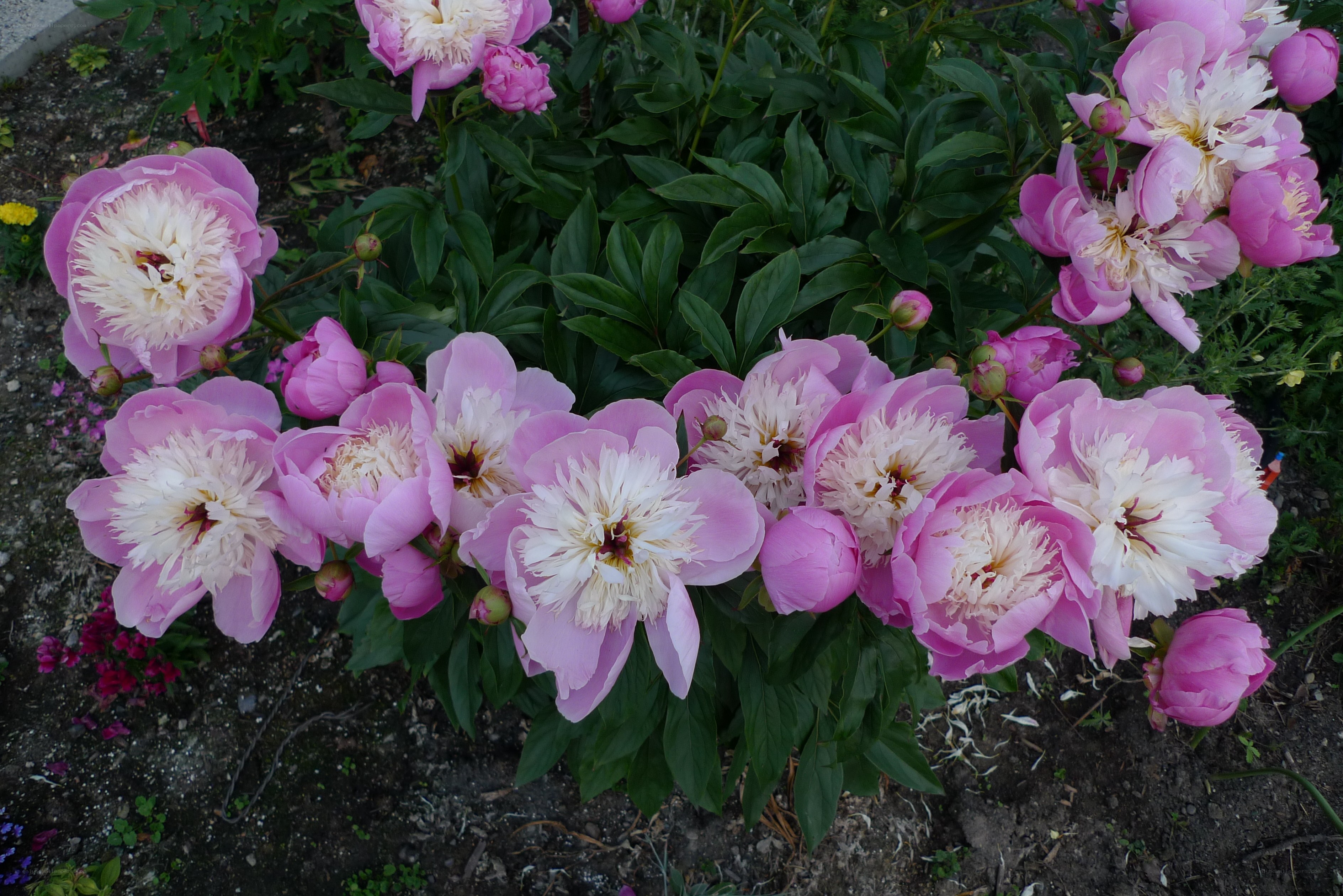 Pink peonies in bloom