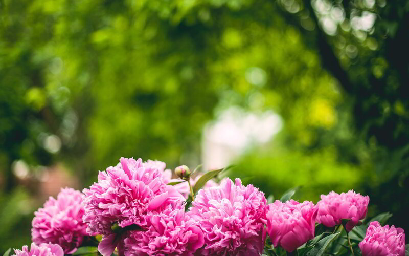 Pink Peonies in Bloom — Serene, Spring