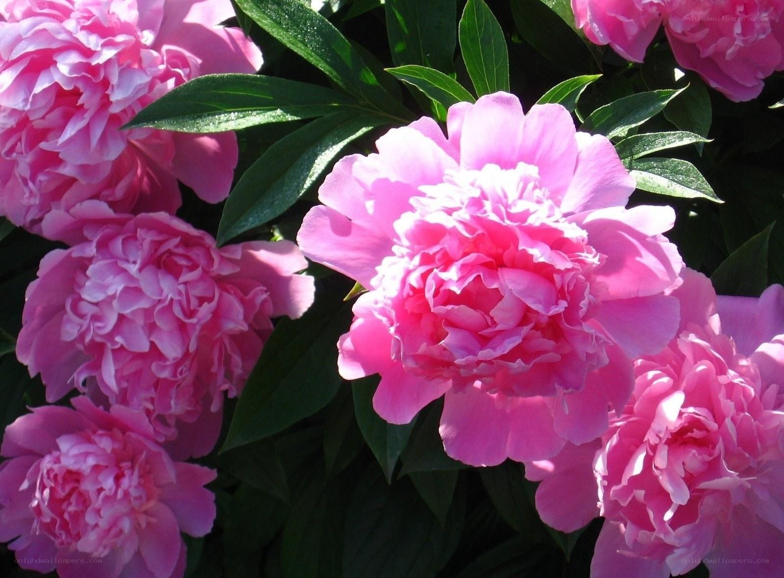 Pink peonies in bloom