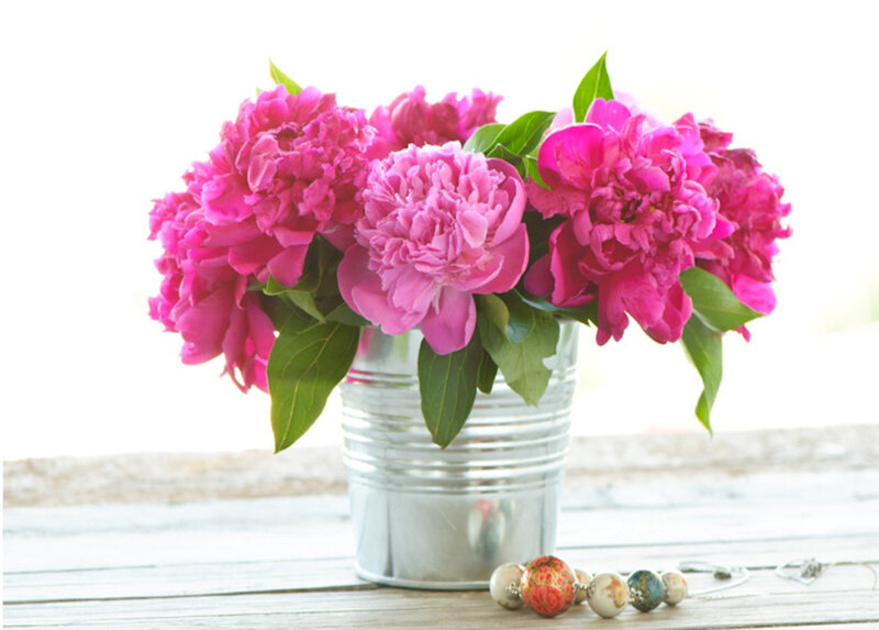 Pink Peonies in Bucket — Serene, Morning