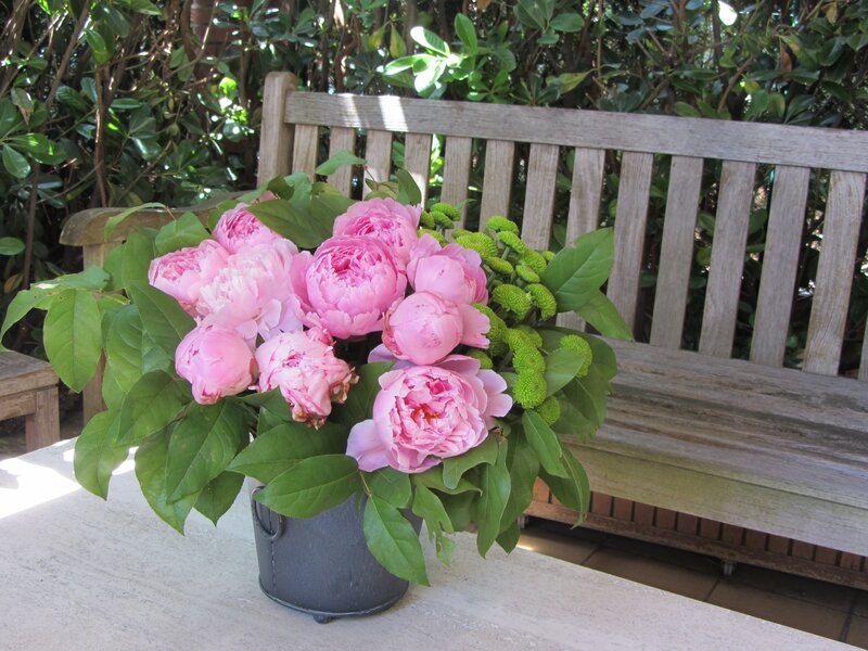 Pink Peonies in Bucket — Serene