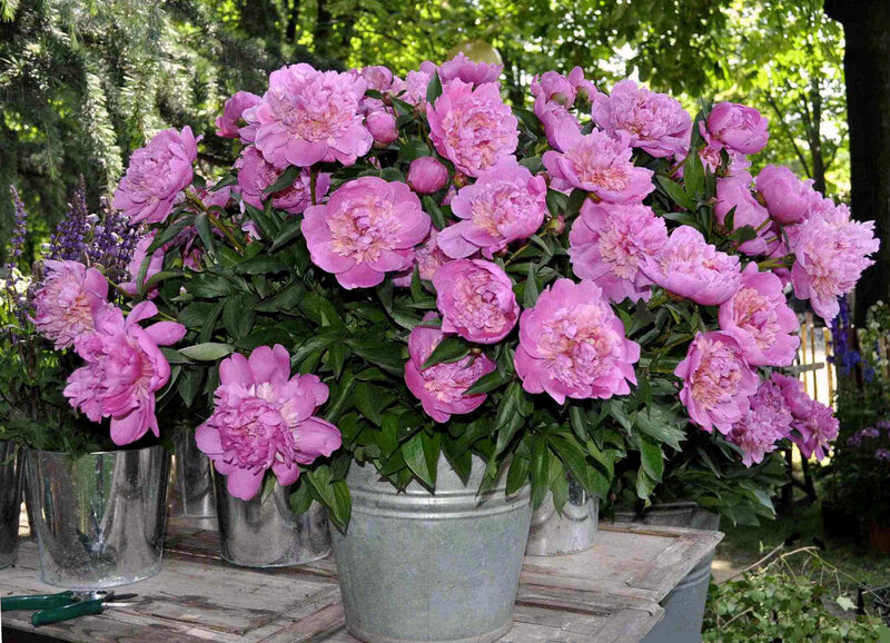 Pink Peonies in Buckets