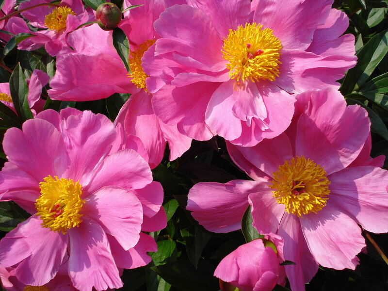 Pink peonies in full bloom