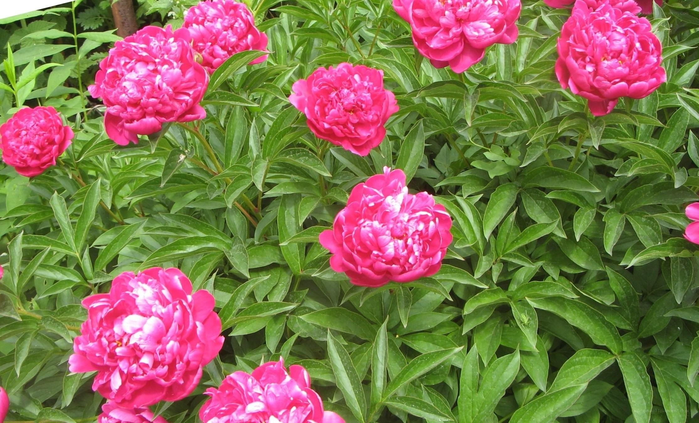 Pink peonies in full bloom