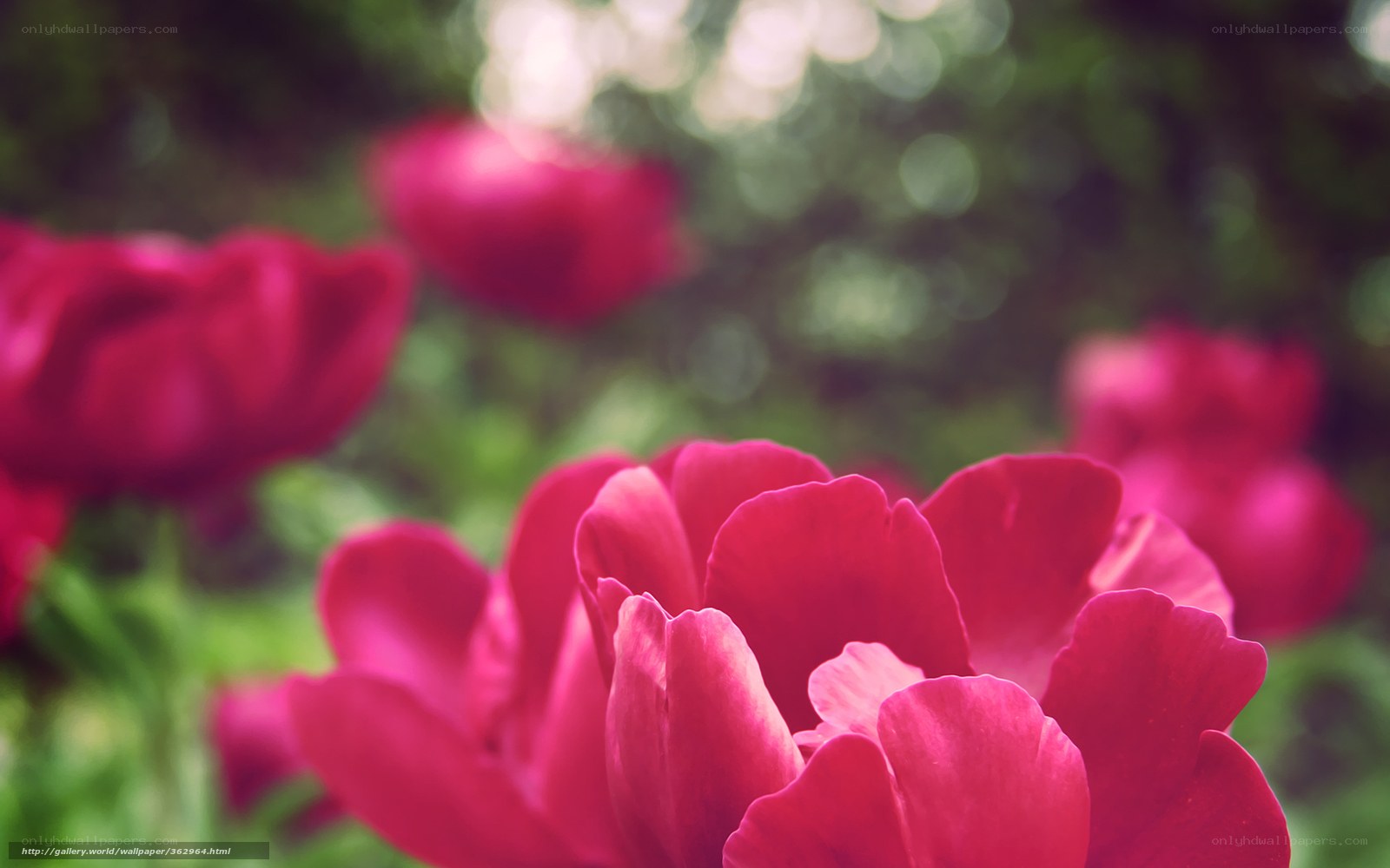 Pink Peonies in Garden