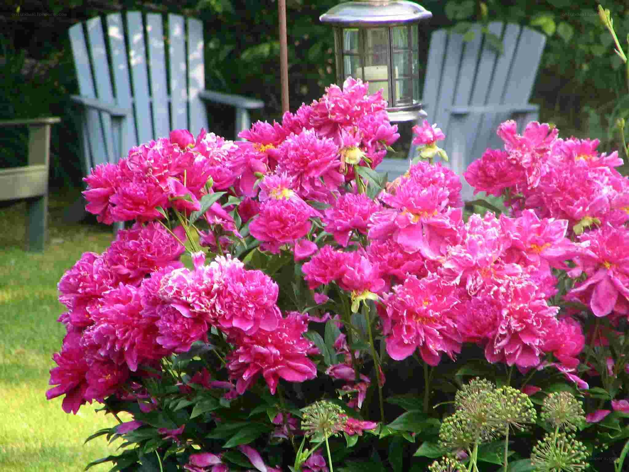Pink peonies in garden