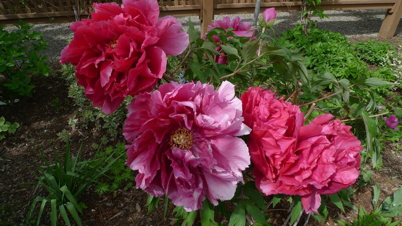 Pink peonies in garden