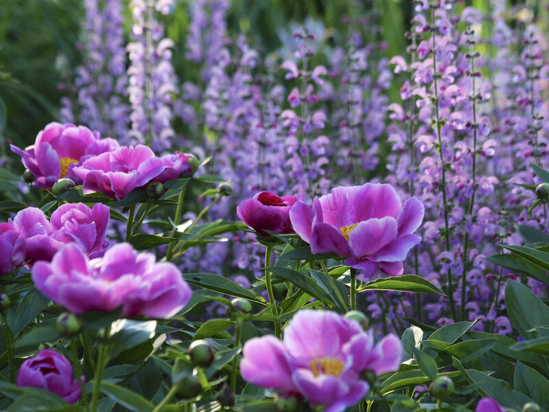Pink Peonies in Garden — Serene, Afternoon, Photograph