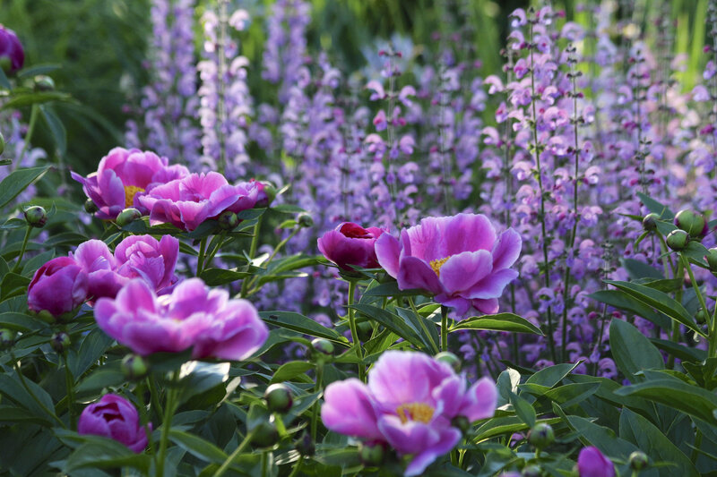 Pink Peonies in Garden — Serene, Afternoon