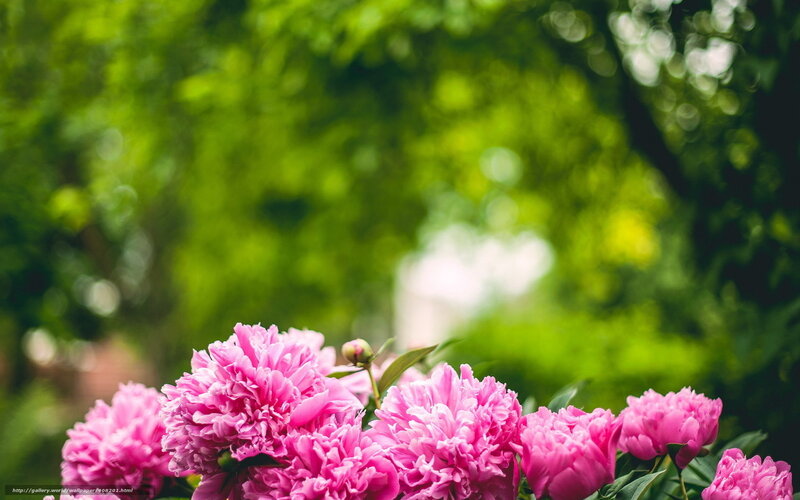 Pink Peonies in Garden — Serene, Spring, Photograph, Green Leaves