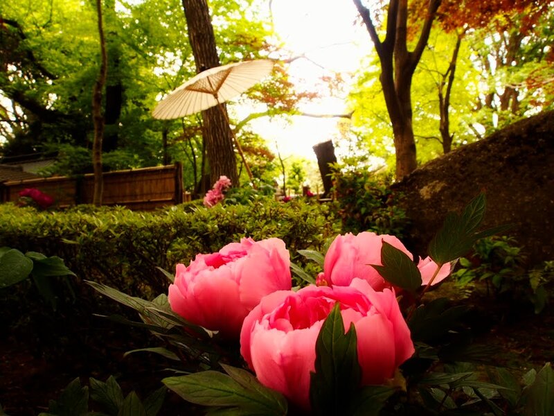 Pink Peonies in Garden — Serene, Spring, Photograph