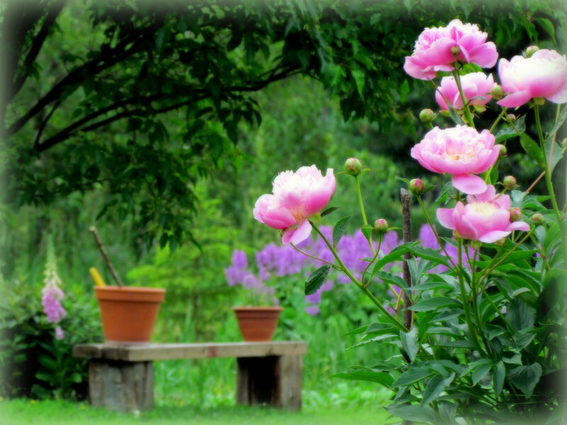 Pink Peonies in Garden — Serene, Summer