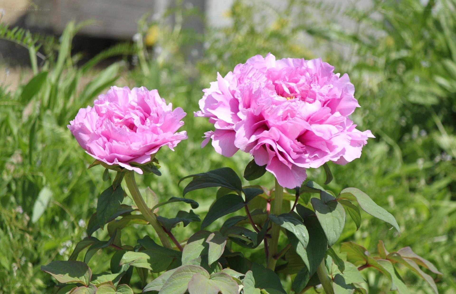 Pink peonies in garden