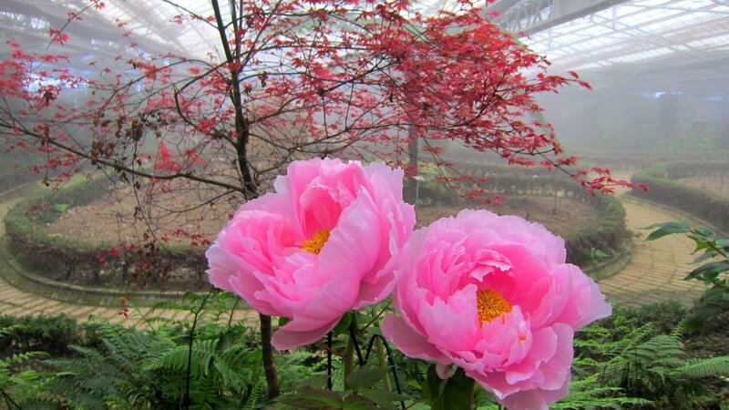 Pink Peonies in Greenhouse
