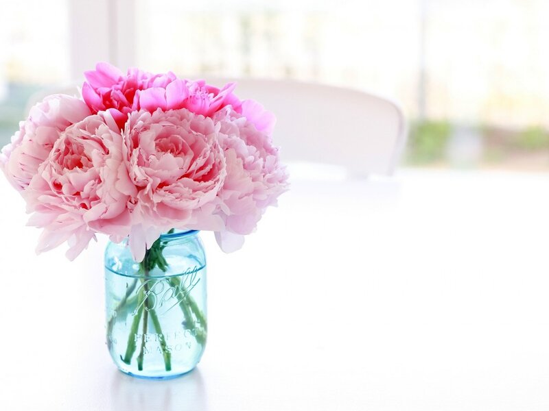 Pink Peonies in Jar — Serene