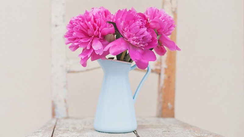 Pink Peonies in Pitcher — Calm