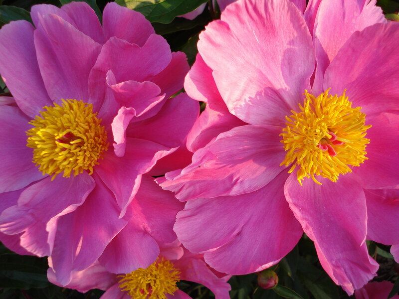 Pink peonies in sunlight