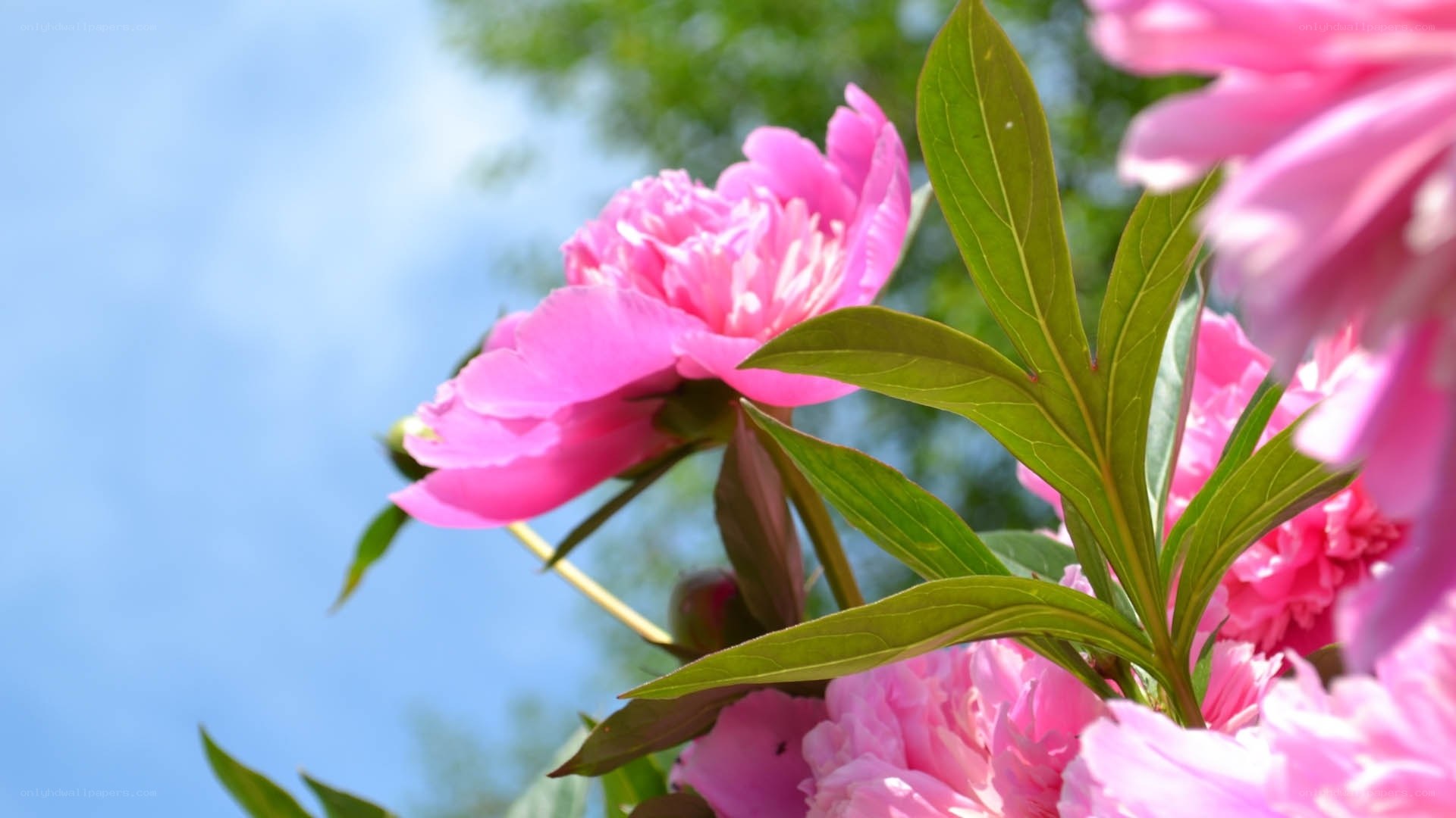 Pink peonies in sunlight