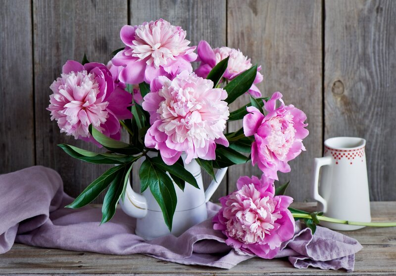 Pink Peonies in Vase — Calm, Photograph, Pitcher