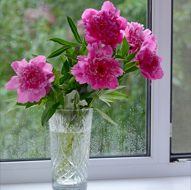 Pink Peonies in Vase — Calm, Spring