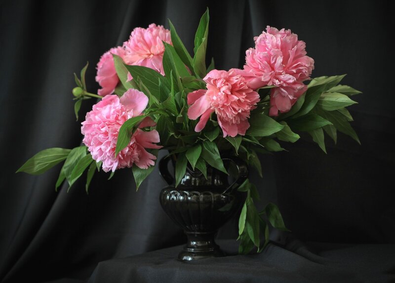 Pink Peonies in Vase — Dramatic, Photograph, Leaves