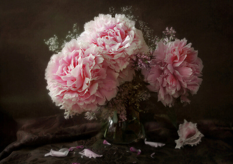 Pink Peonies in Vase — Dramatic, Photograph, Petals