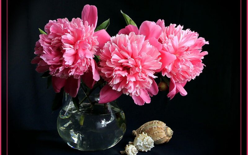 Pink Peonies in Vase — Dramatic, Photograph, Seashells, Black Background