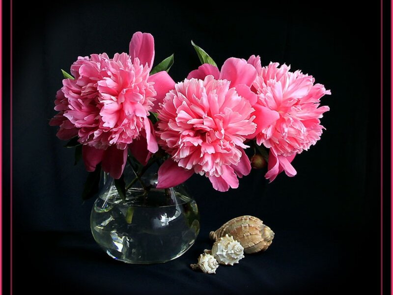 Pink Peonies in Vase — Dramatic, Photograph, Seashells