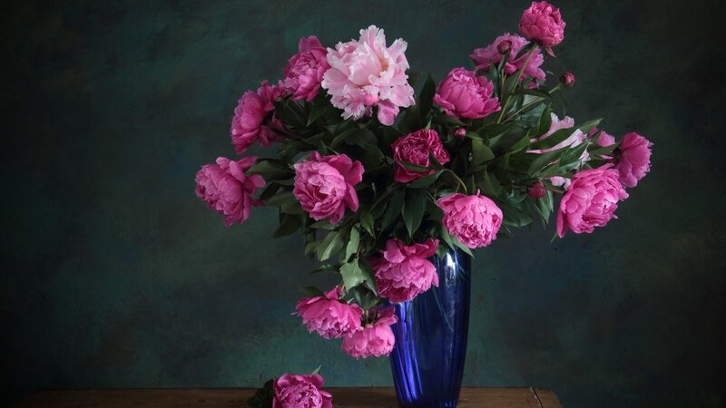 Pink Peonies in Vase — Dramatic, Photograph, Table, Green Background