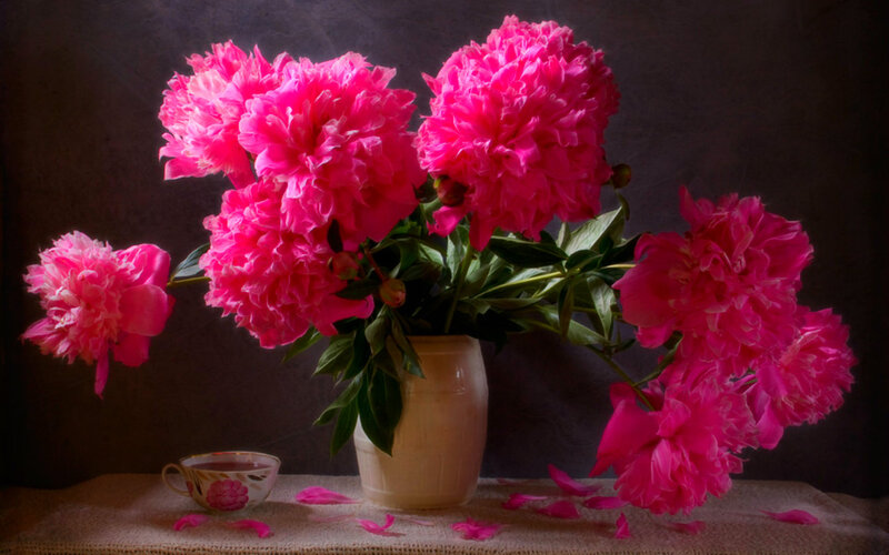 Pink Peonies in Vase — Dramatic, Photograph, Teacup, Petals