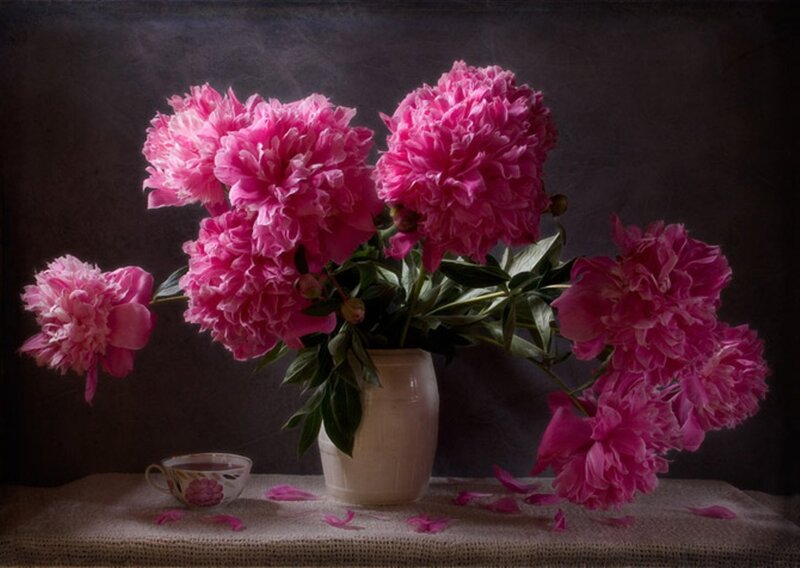 Pink Peonies in Vase — Dramatic, Photograph, Teacup