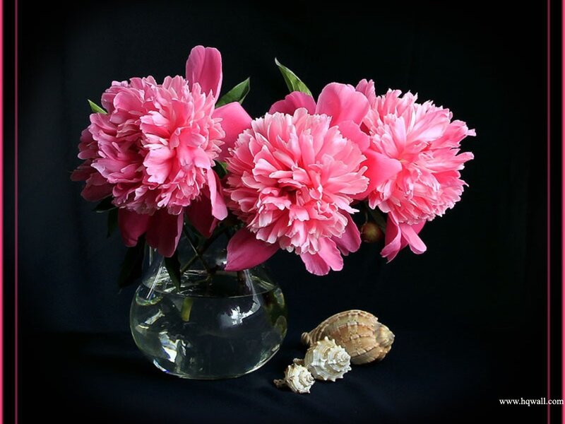 Pink Peonies in Vase — Dramatic, Photograph