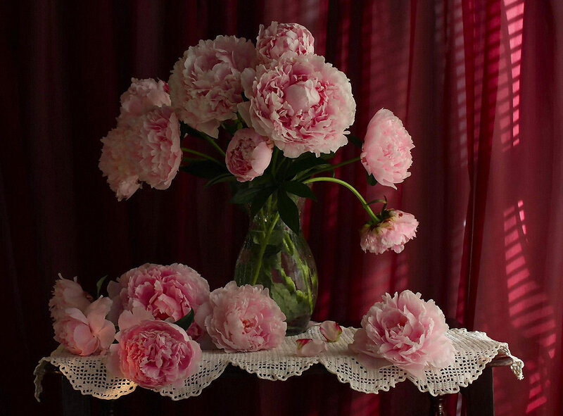 Pink Peonies in Vase — Dramatic