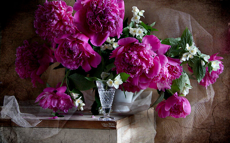 Pink Peonies in Vase — Magenta, Serene