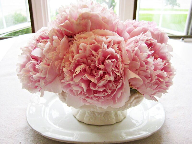 Pink Peonies in Vase — Serene, Morning, Photograph