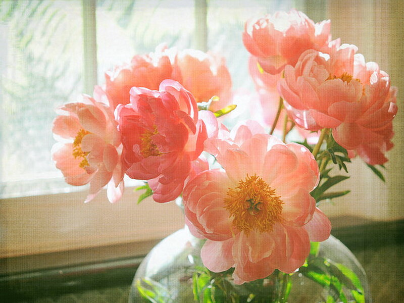 Pink Peonies in Vase — Serene, Morning, Photograph, Window